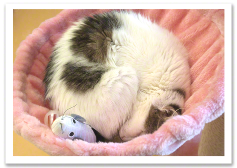Kitty in pink bed R Olson.jpg